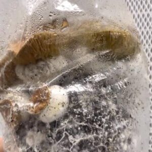 buy Mushrooms grow kits online