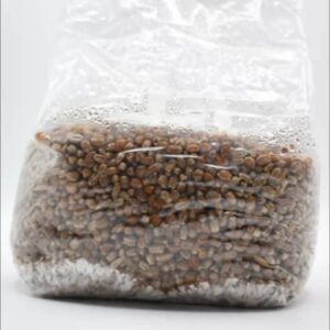 buy Mushroom grow bag online